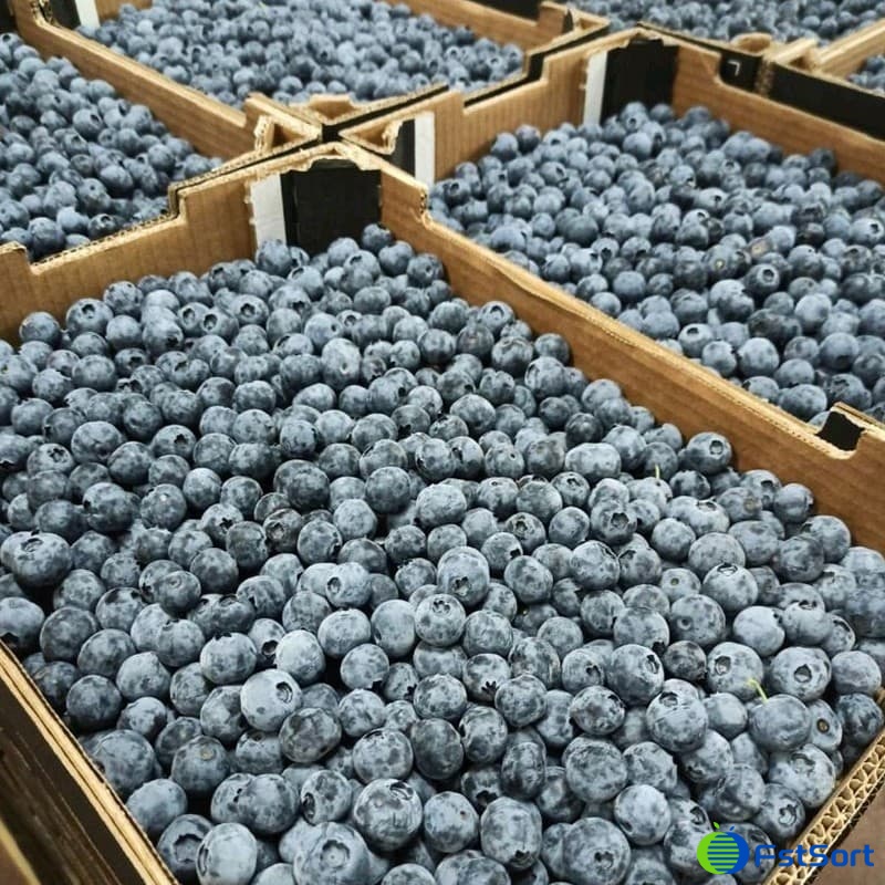 images/1685433292821blueberry grader.jpg